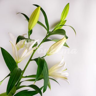 Белая лилия