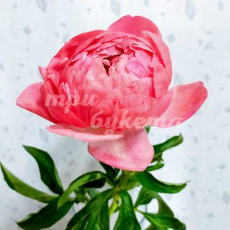 Светло-розовый пион Сара Бернар